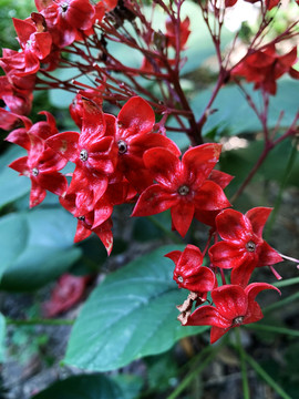 狀元紅網(wǎng)，揭秘4987精準(zhǔn)資料的秘密，狀元紅網(wǎng)揭秘，精準(zhǔn)資料4987背后的秘密