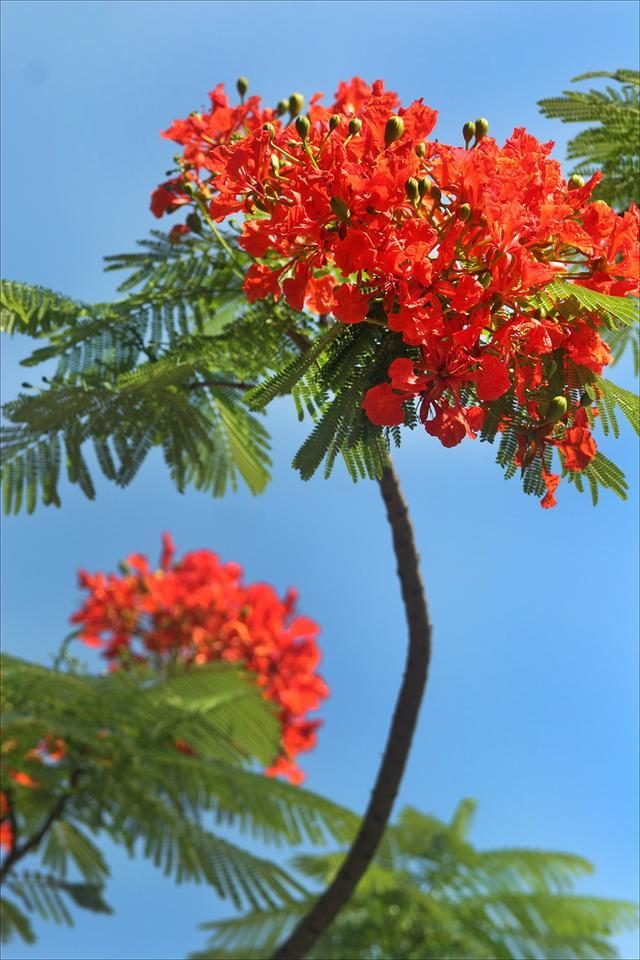狀元紅，揭秘4987最準(zhǔn)最快的秘密武器，狀元紅，揭秘最準(zhǔn)最快的秘密武器 4987