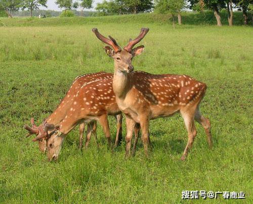最新版本的6566cc澳彩資料大全介紹及特色功能解析，最新6566cc澳彩資料大全介紹與特色功能深度解析