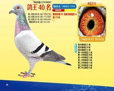王中王四馬一肖，探尋背后的故事與奧秘，王中王四馬一肖，背后的故事與奧秘探尋