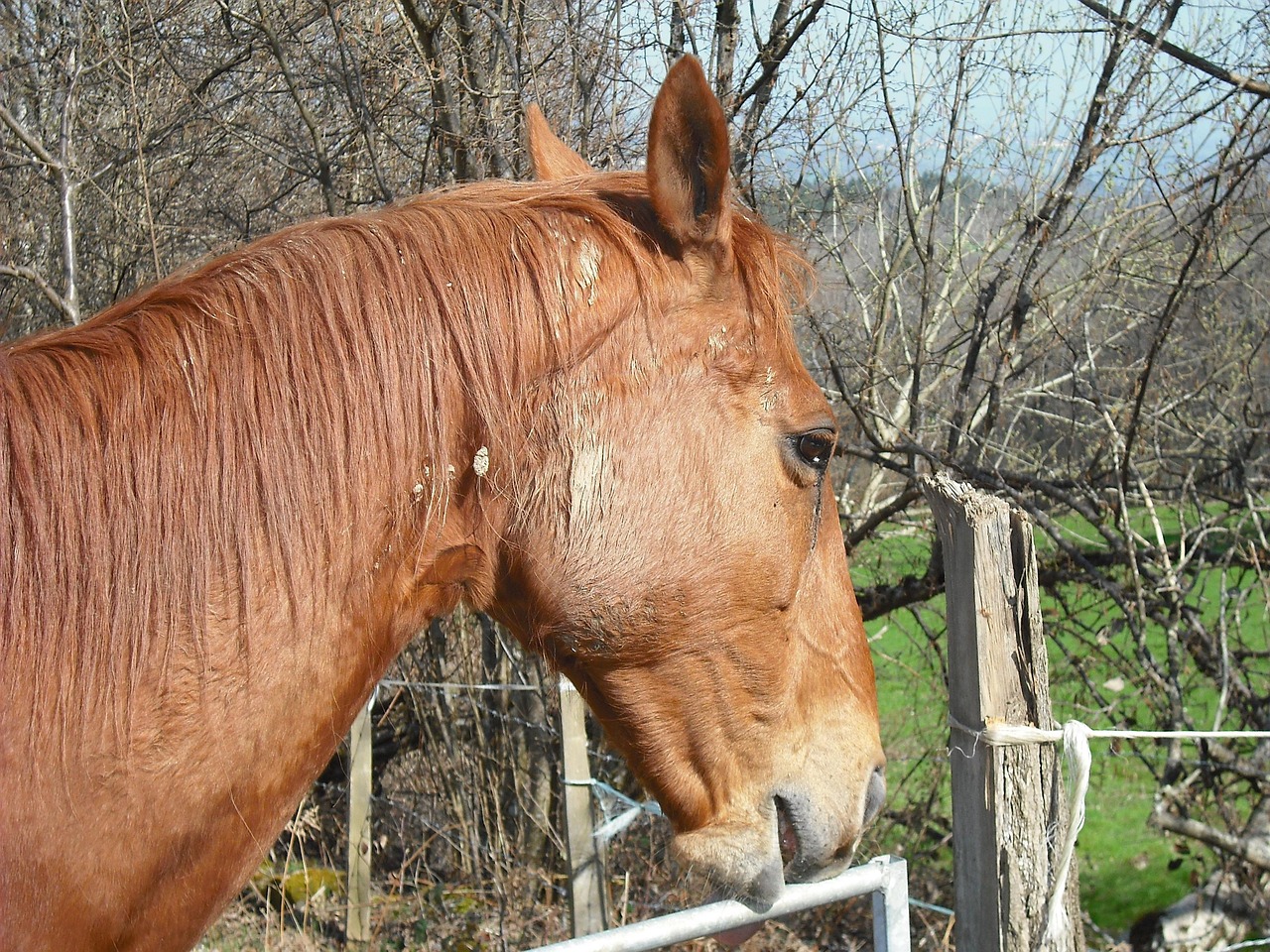澳門四不像特馬，探索神秘現(xiàn)象背后的真相，澳門四不像特馬揭秘神秘現(xiàn)象背后的真相