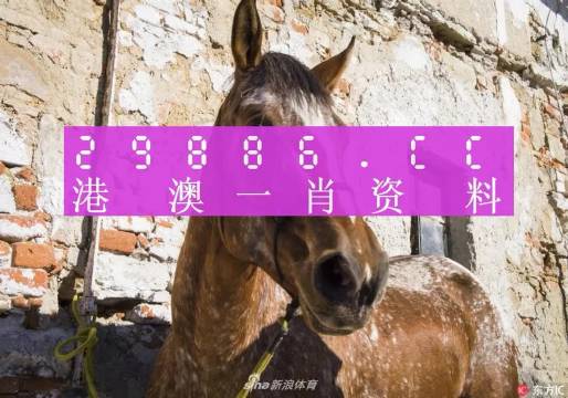王中王資料一門肖中，深度解析與探索，王中王資料一門肖詳解，深度解析與探索