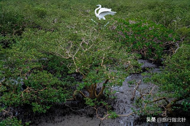 茂密森林中的王者——探尋王中王一肖的神秘魅力，森林王者揭秘，一肖的神秘魅力探尋