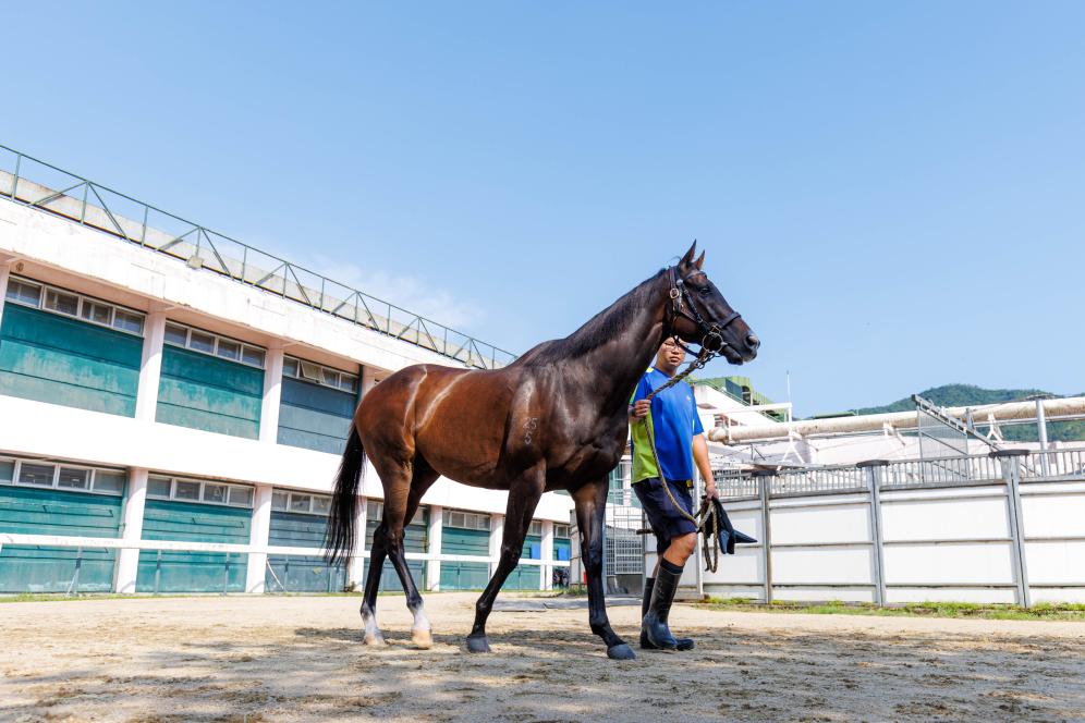 香港賽馬，77777與88888的激情碰撞，香港賽馬盛宴，激情碰撞的77777與88888對決