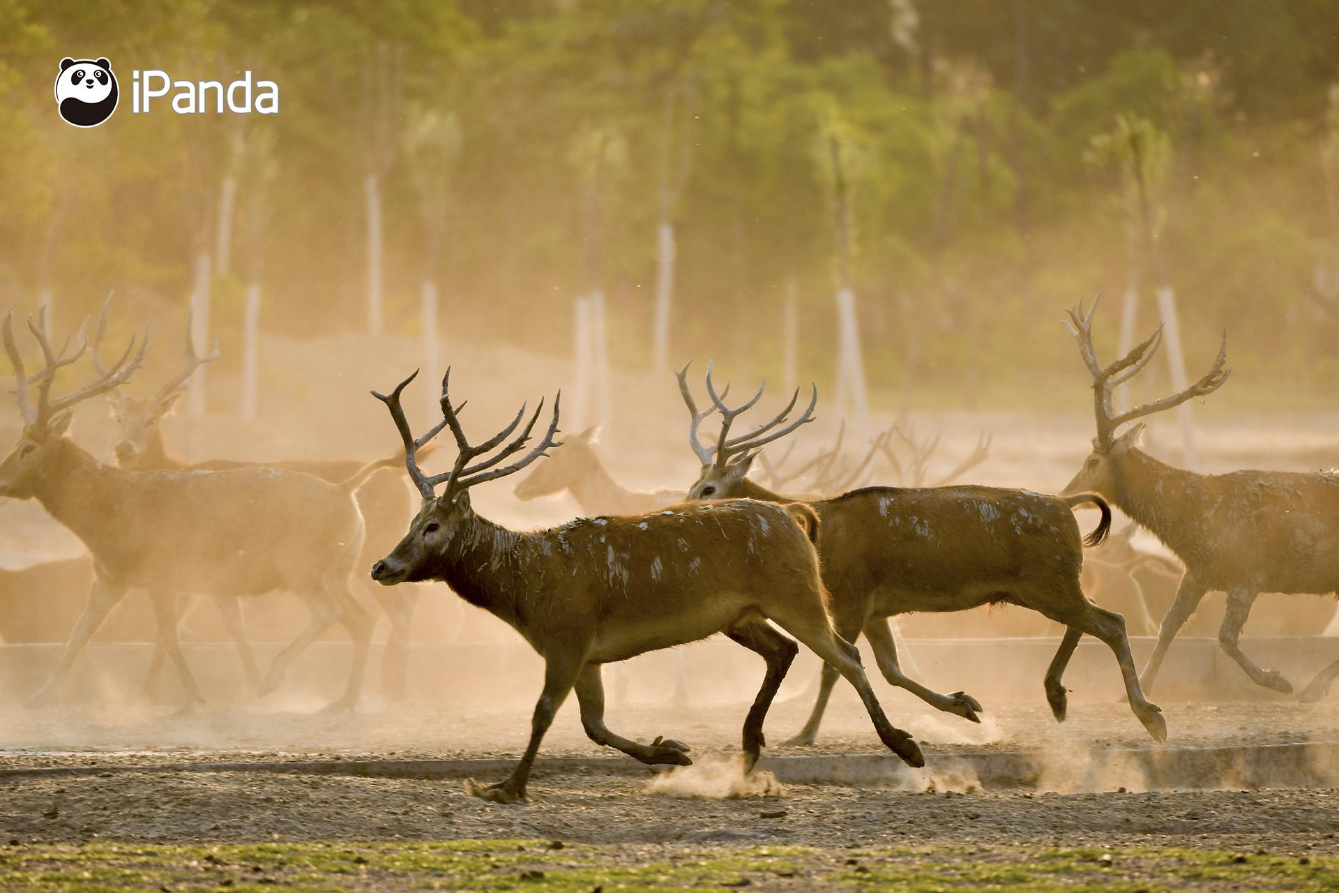 澳門今晚開特馬四不像圖——深度解析與預測，澳門特馬四不像圖深度解析與今晚開彩預測