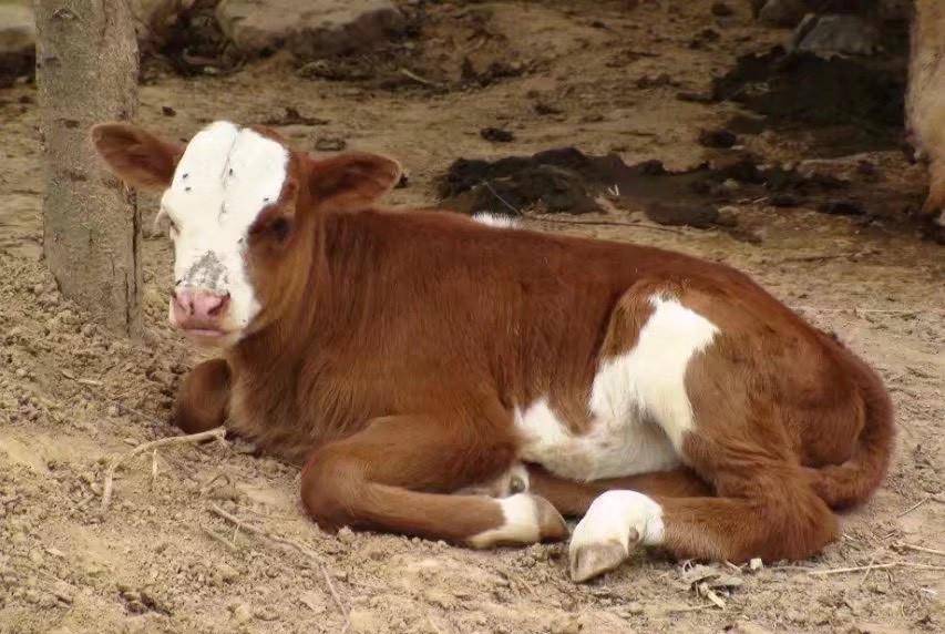 揭秘白姐王中王四不像圖一肖的神秘面紗，揭秘白姐王中王四不像圖一肖，神秘面紗下的真相探索