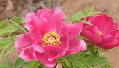 揭秘生肖之王，生活幽默王中王解一生肖的獨特魅力，揭秘生肖之王，幽默王中王解讀生肖獨特魅力