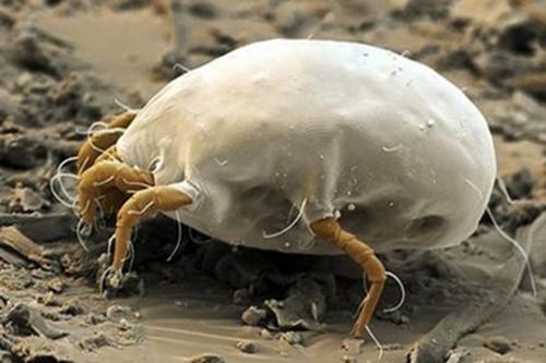 螨蟲圖片，了解螨蟲，預防與應對，螨蟲知識大全，圖片展示、預防與應對策略