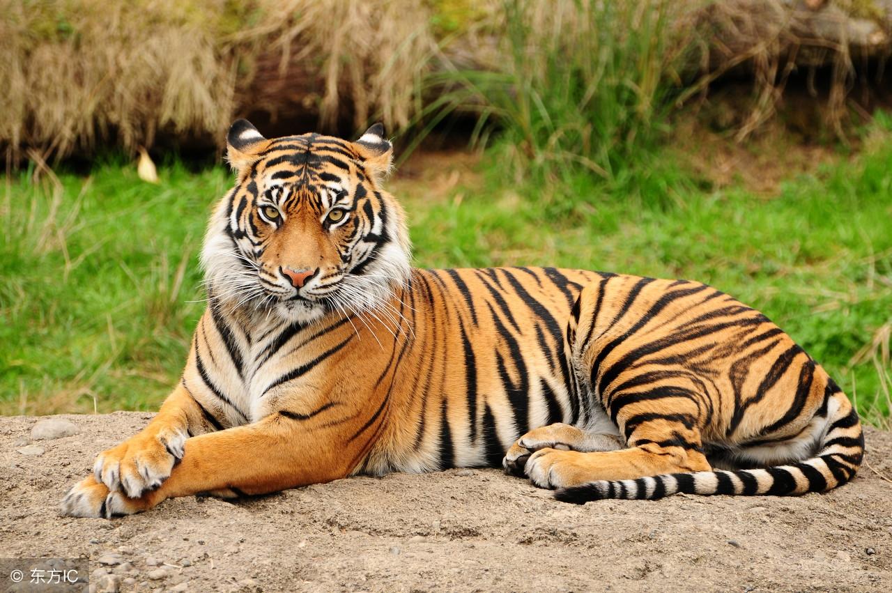 仍是王中王，揭秘生肖奧秘——探尋王中王打一肖背后的故事，揭秘生肖奧秘，探尋王中王背后的故事——生肖運勢解析之王者歸來