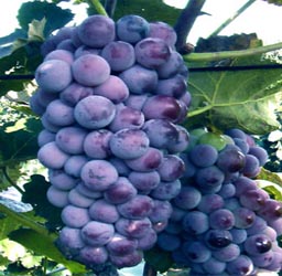 葡萄京王中王一肖，探索關(guān)鍵詞背后的故事，葡萄京王中王一肖，揭秘關(guān)鍵詞背后的傳奇故事