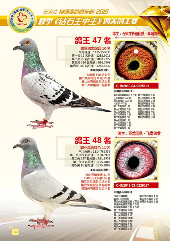 王中王一肖特四，深度解析與SEO優(yōu)化策略，王中王一肖特四深度解析與SEO優(yōu)化策略探討