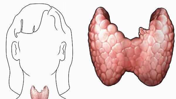 甲狀腺結節(jié)三吃三不吃，飲食調(diào)整與生活方式優(yōu)化，甲狀腺結節(jié)的飲食調(diào)整與生活方式優(yōu)化，三吃三不吃指南