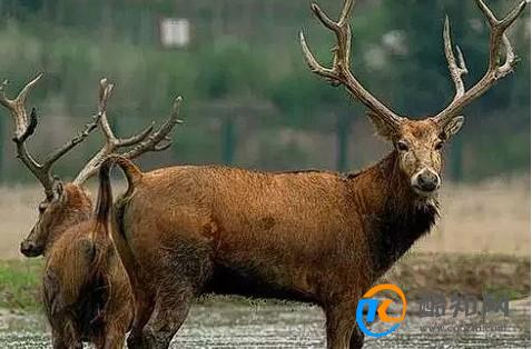 澳門四不像正版四不像網(wǎng)，探索真實(shí)與虛幻的交融之地，澳門四不像正版探索，真實(shí)與虛幻的交融世界