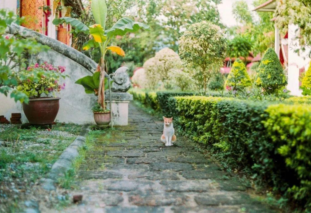 曼谷十大旅游景點——探索泰國的魅力之都，曼谷十大必游景點——感受泰國魅力之都的魅力