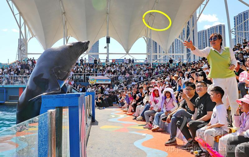 新澳2025今晚開獎結(jié)果揭曉，期待與驚喜交織的時刻，新澳2025今晚開獎結(jié)果揭曉，期待與驚喜的時刻來臨