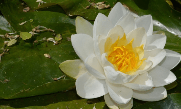 王中王493333www中特馬今晚開(kāi)獎(jiǎng)——探索彩票背后的秘密與策略，彩票背后的秘密與策略探索，王中王493333中特馬今晚開(kāi)獎(jiǎng)揭秘