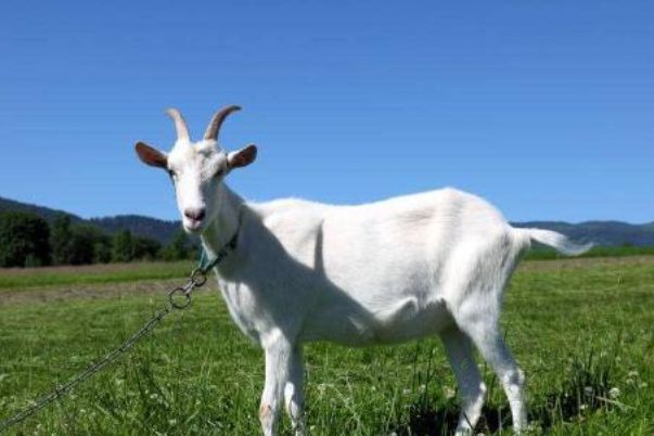 今晚澳門開三肖兔羊蛇，探索生肖運(yùn)勢(shì)與風(fēng)水預(yù)測(cè)的魅力，生肖運(yùn)勢(shì)與風(fēng)水預(yù)測(cè)探索，兔羊蛇今晚在澳門展現(xiàn)魅力