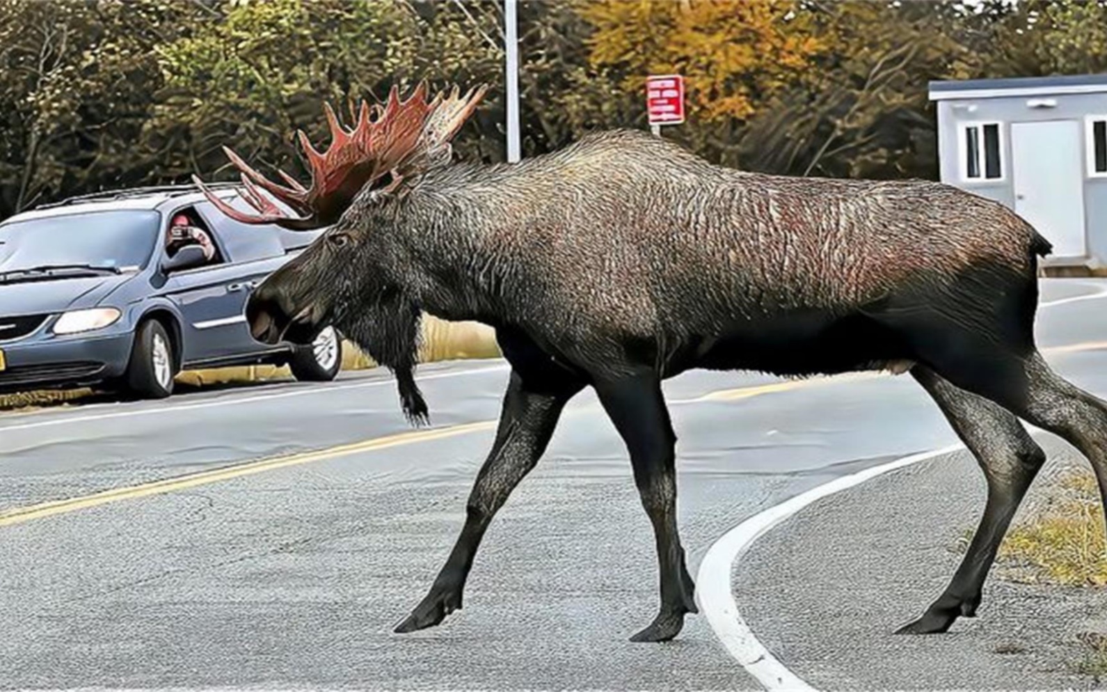 四不像正版資料的探索與解析，四不像正版資料的深度探索與解析